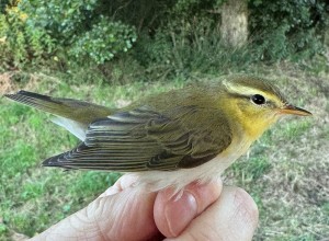 komochlrdigmeromsmfglarpringmrkningensdag